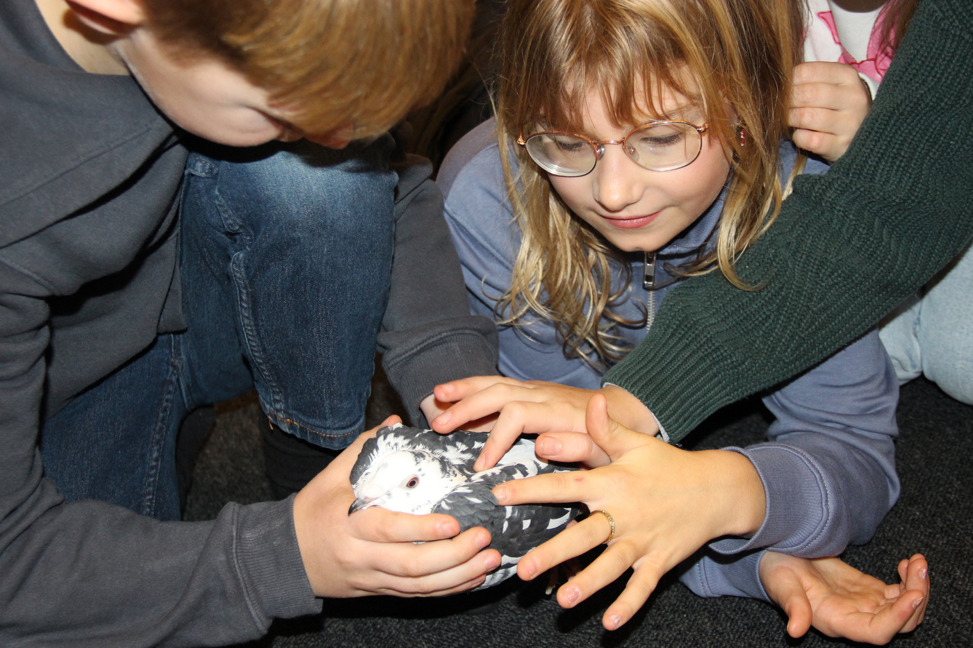 Børn holder forsigtigt og kigger på en lille fugl.