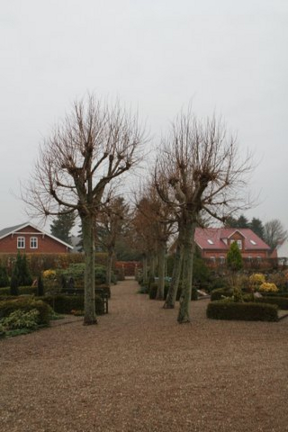 Række af nøgne, beskårede træer langs en grussti på en kirkegård.